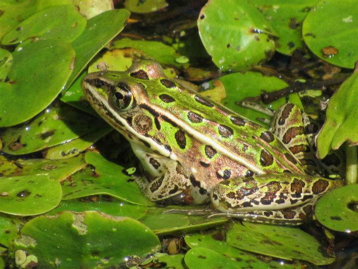 Northern Leopard Frog